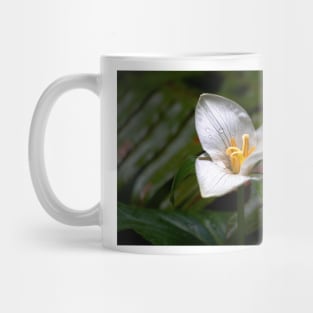 White Trillium flower in forest Mug